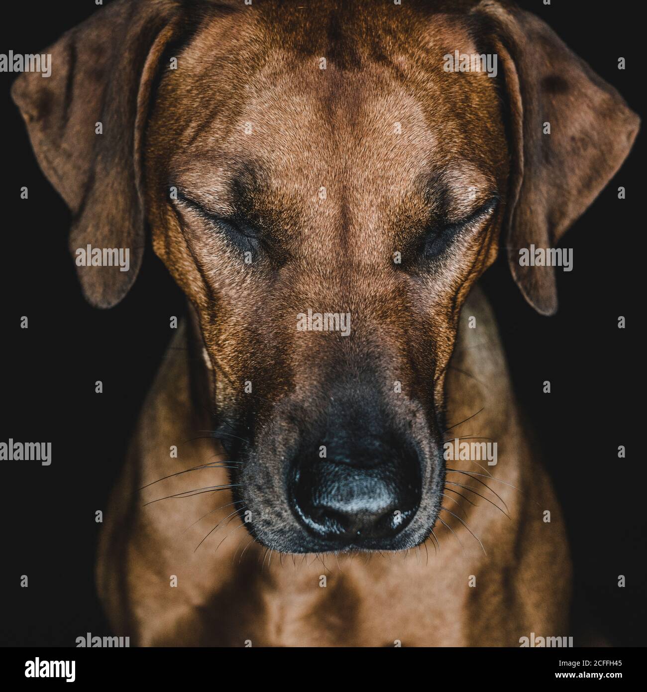 Purebred Ridgeback dog on black background Stock Photo - Alamy