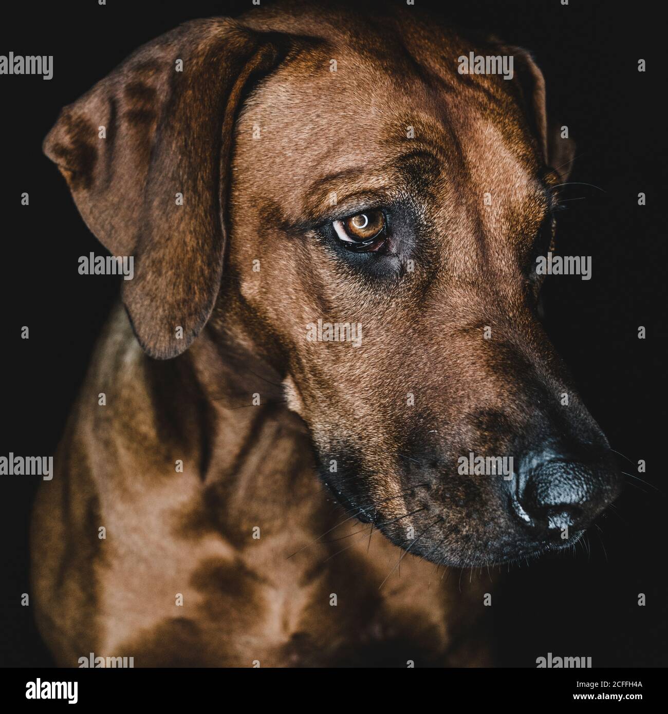 Closeup muzzle of calm pedigreed brown Rhodesian Ridgeback dog on black