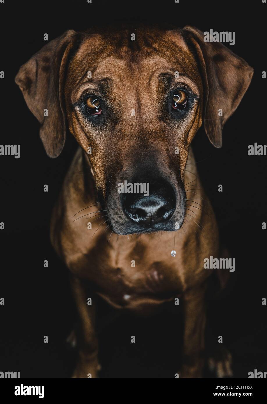 Purebred Ridgeback dog on black background Stock Photo - Alamy
