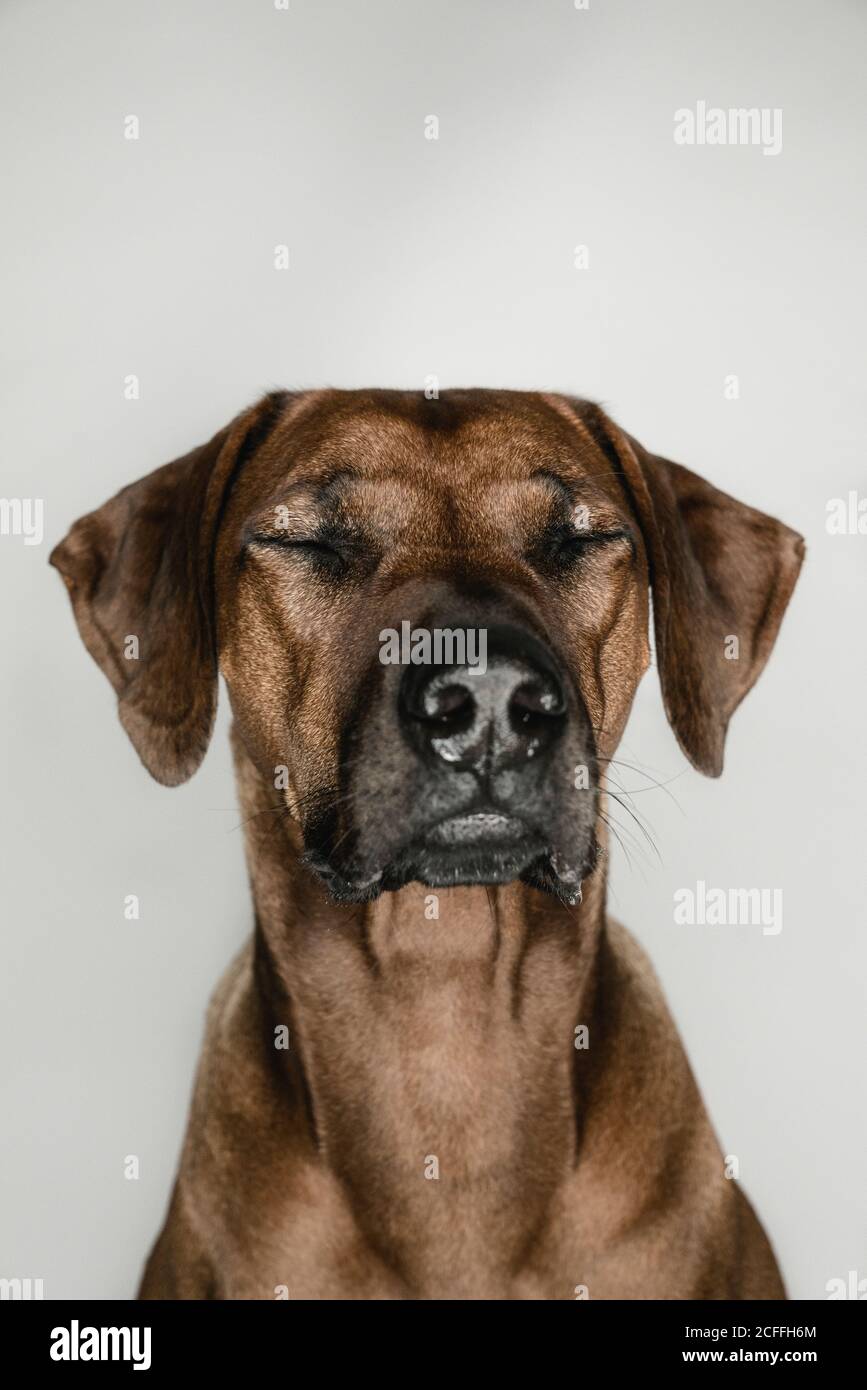 Purebred Ridgeback dog on white background Stock Photo - Alamy