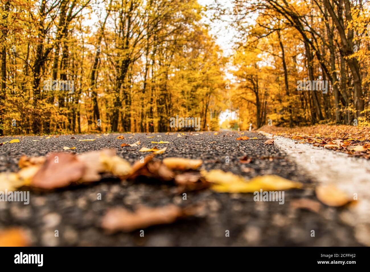 A winding road with loose fall leaves through autumn trees in germany