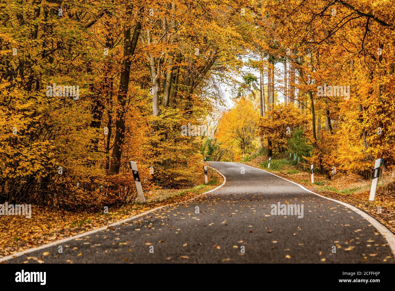 A winding road with loose fall leaves through autumn trees in germany