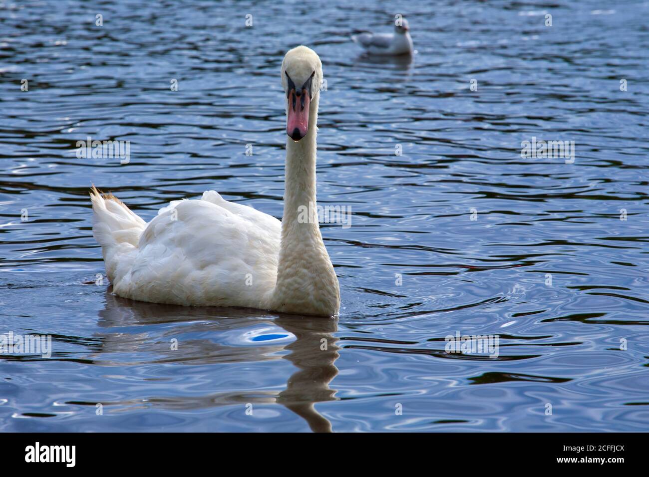 swans mate for life myth