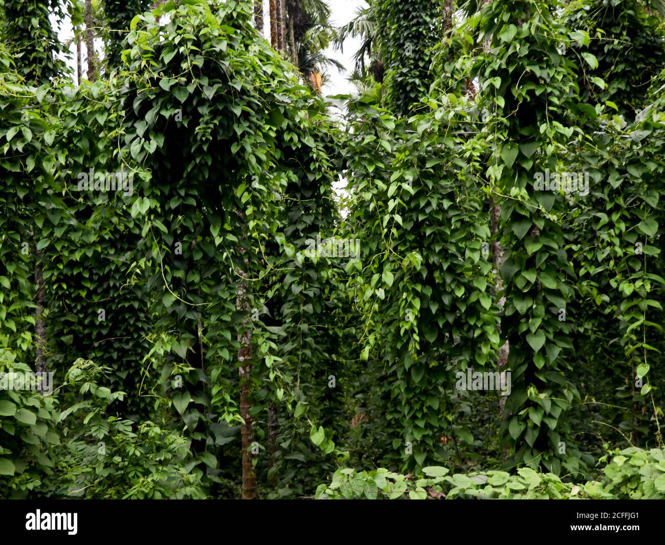 Cultivation of dioscorea alata known as purple yam or greater yam, organic farming Stock Photo