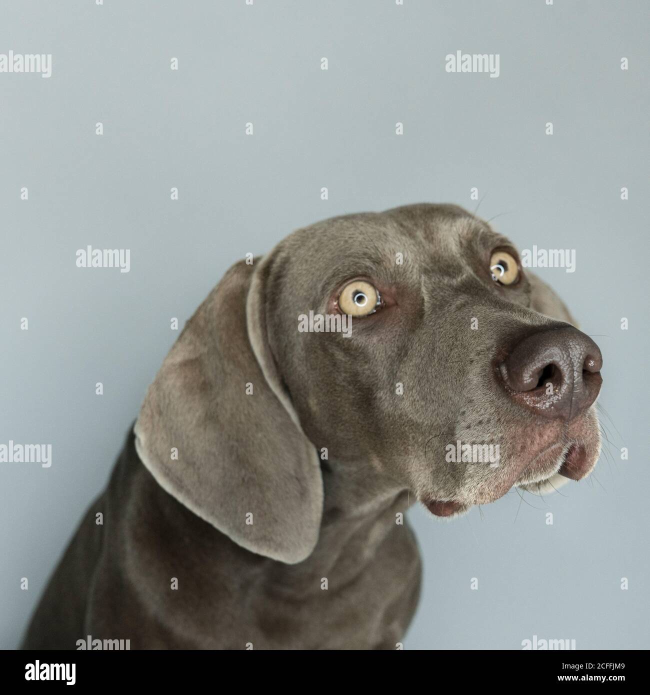 Crazy weimaraner deals