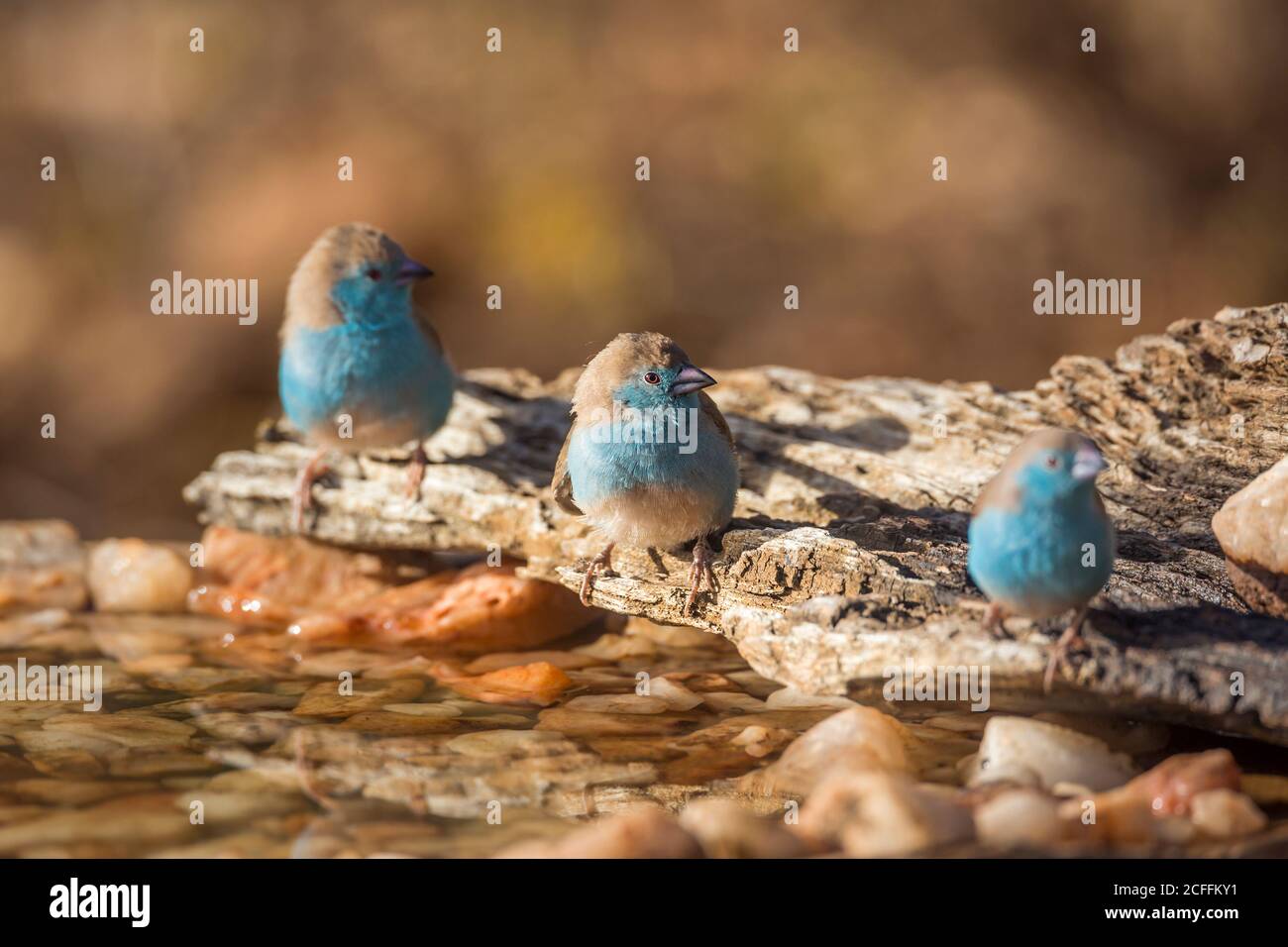 Three Blue-breasted Cordonbleu at waterhole in Kruger National park, South Africa ; Specie Uraeginthus angolensis family of Estrildidae Stock Photo