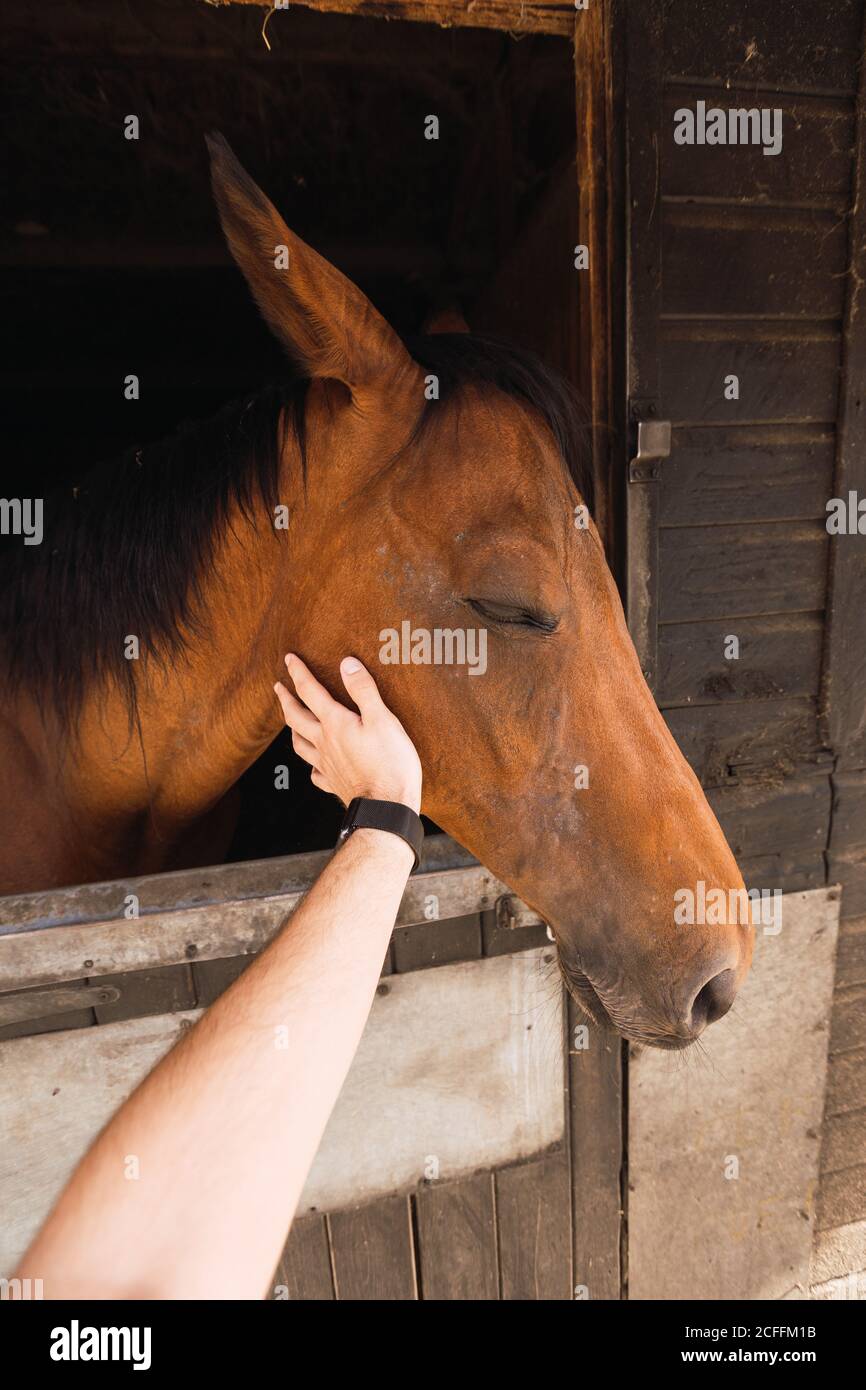Crop person caressing head of healthy calm horse peaking out from window of stall at rural farm Stock Photo
