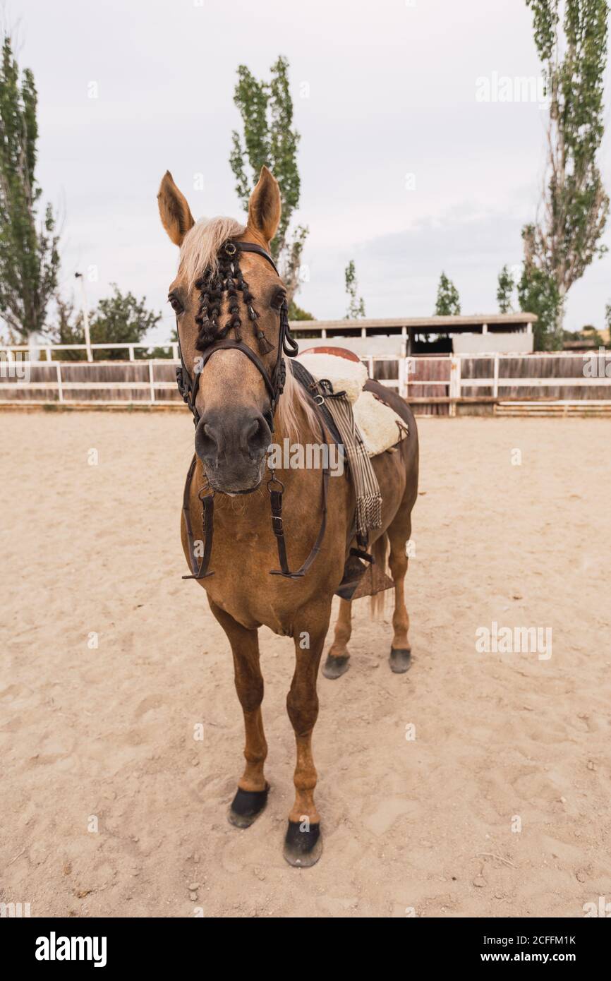 Calm brown horse standing at paddock Stock Photo