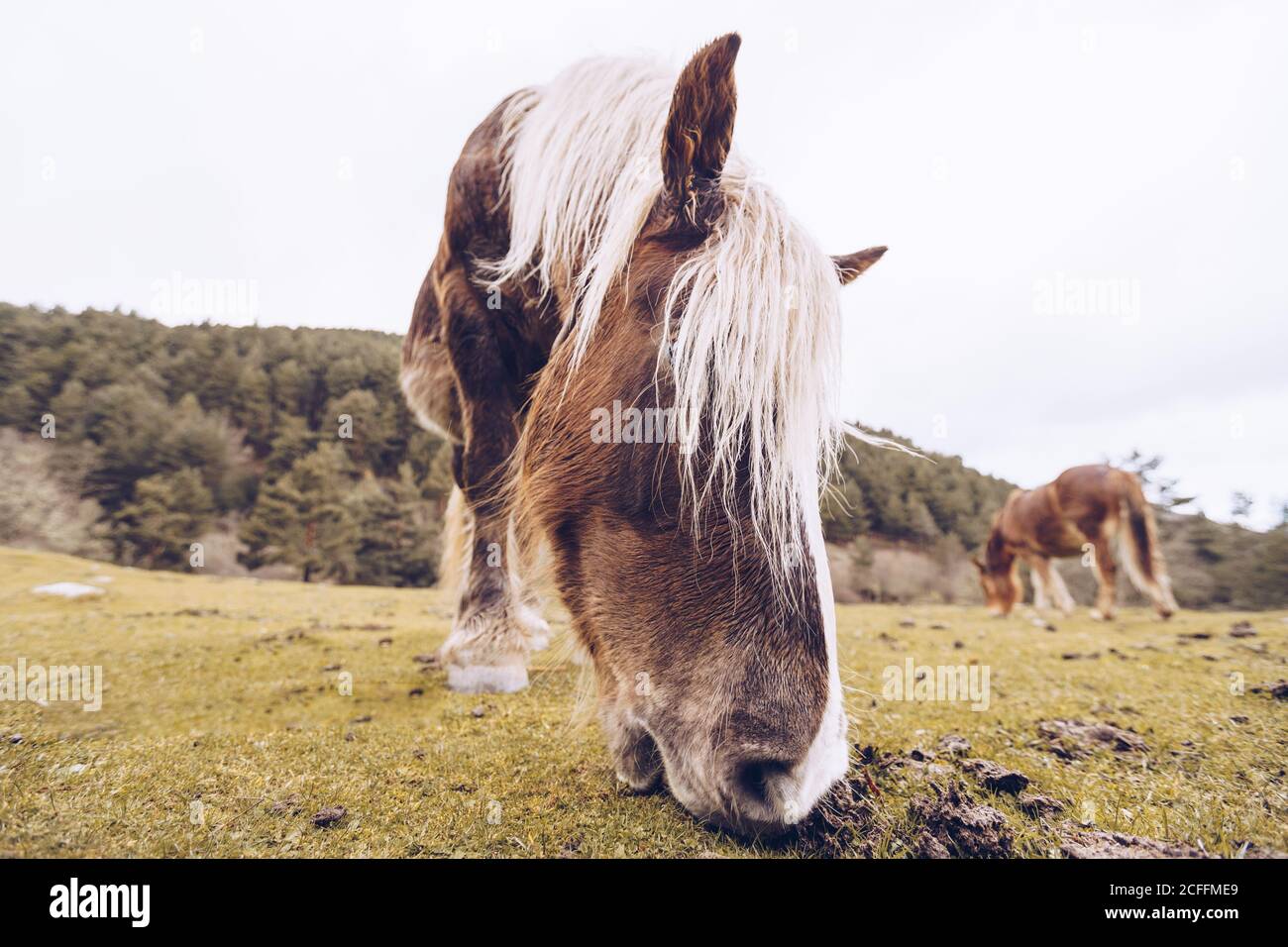 Closeup view of healthy horse grazing at lawn by evergreen trees at