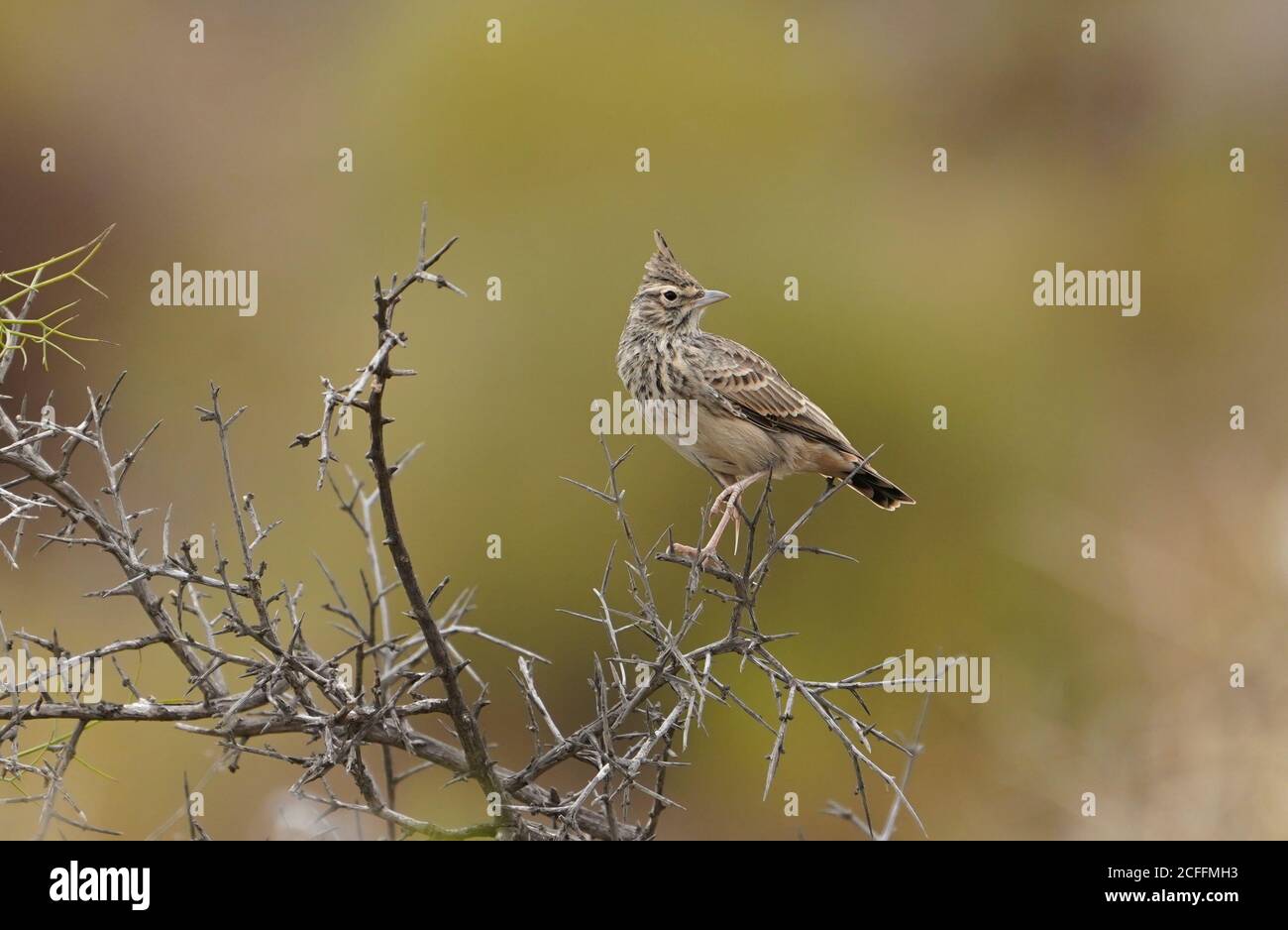 Thekla's lark, (Galerida theklae) perched on a dry branch, Andalucia, Spain. Stock Photo