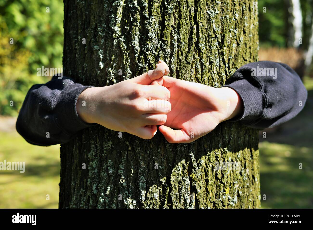 Kod's hands embracing an oak tree trunk, feeling at one with nature Stock Photo