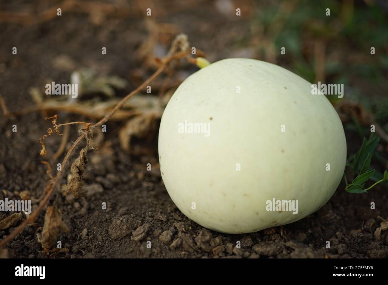 light green watermelon grows in the summer garden Stock Photo Alamy