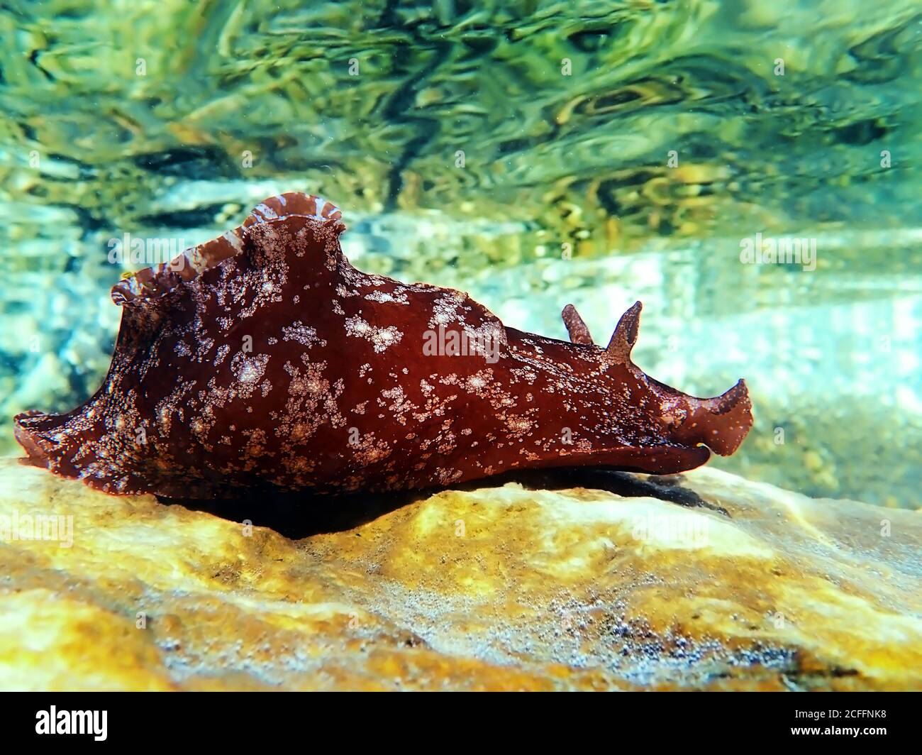 Underwater shot on large sea hare  in Mediterranean sea (Aplysia punctata) Stock Photo
