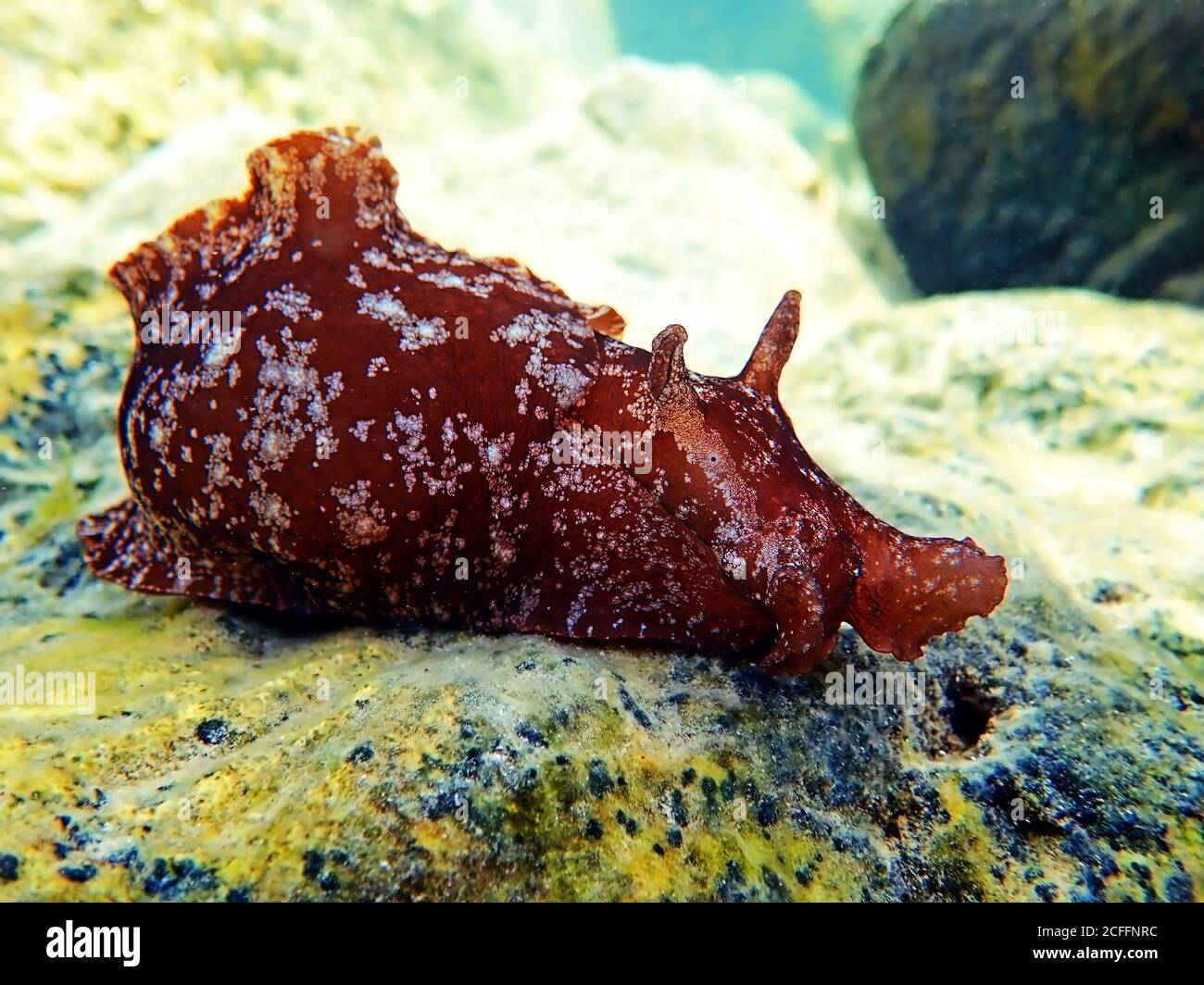 Underwater shot on large sea hare  in Mediterranean sea (Aplysia punctata) Stock Photo