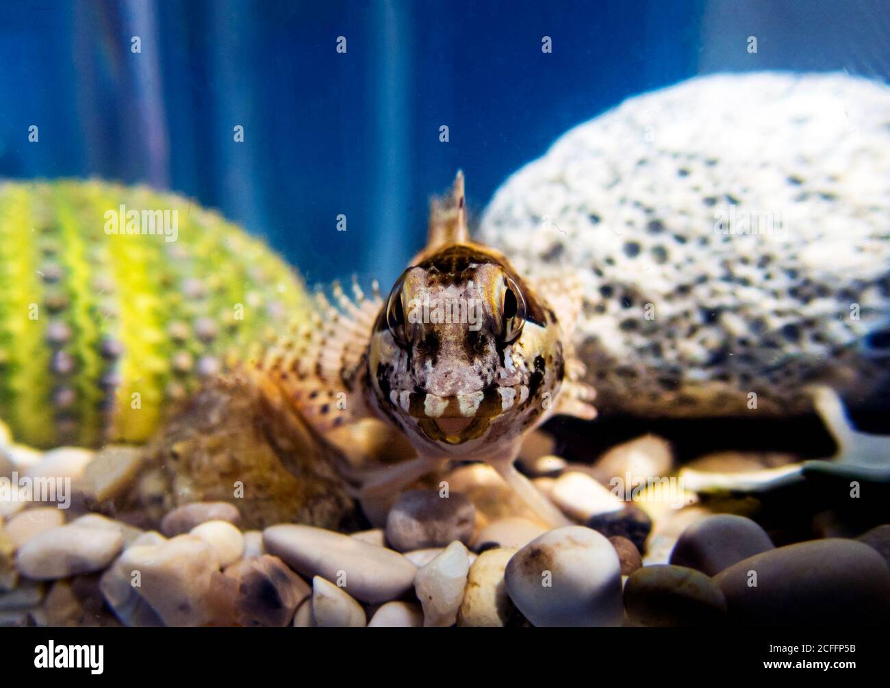 Species of combtooth Mediterranean blenny fish - Lipophrys trigloides Stock Photo