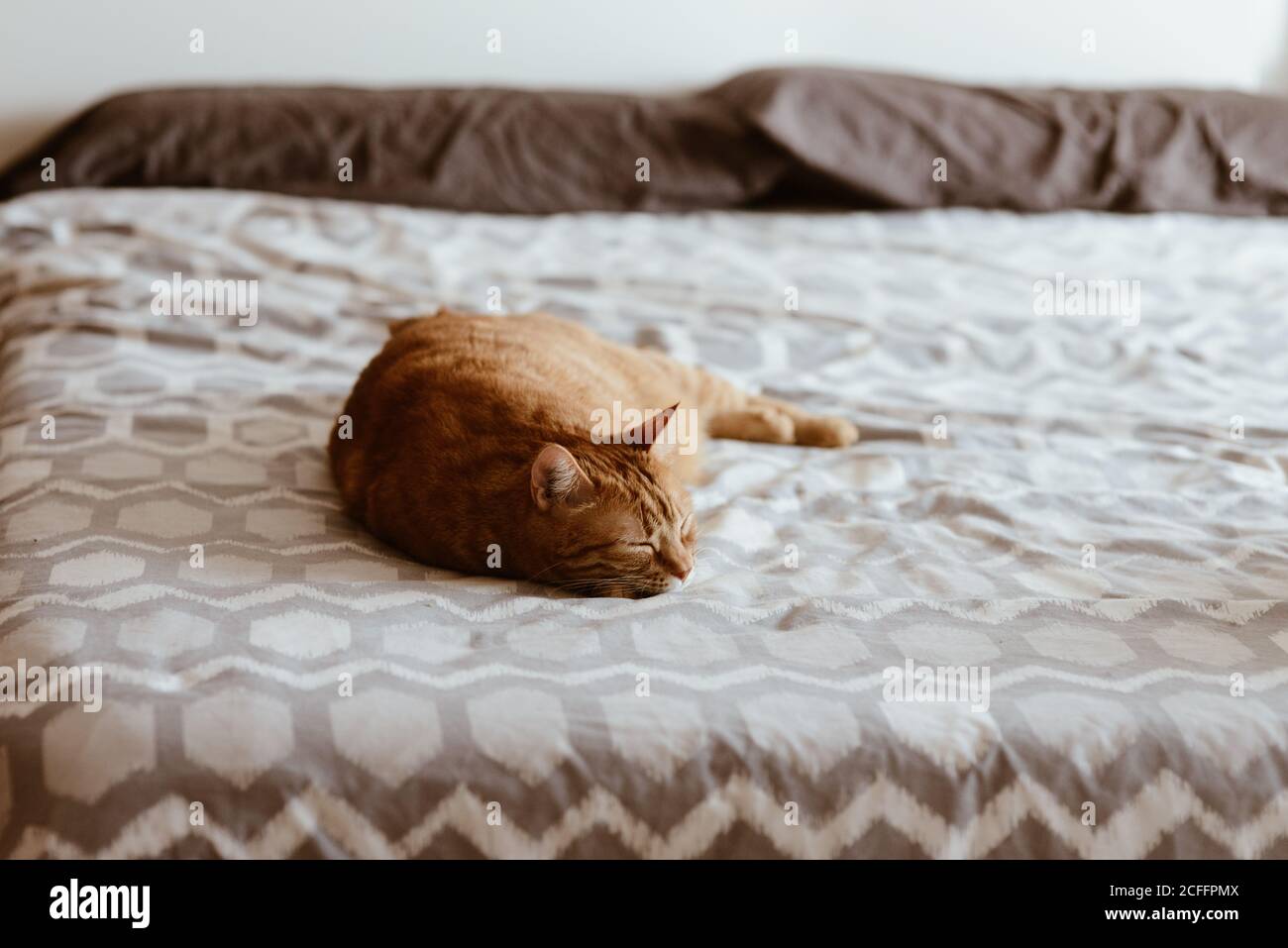 Ginger cat sleeping on bed hi-res stock photography and images - Alamy