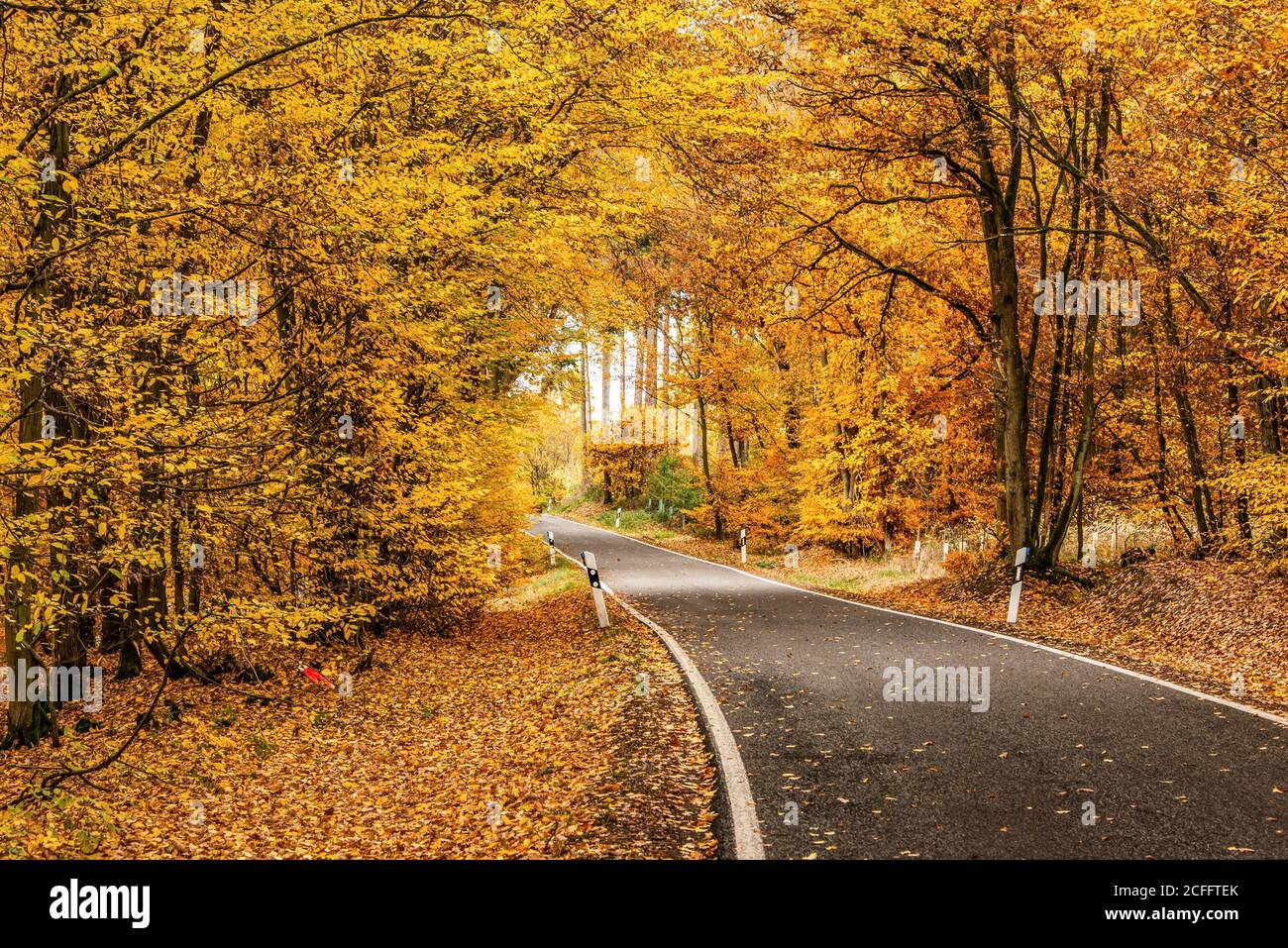 A winding road with loose fall leaves through autumn trees in germany