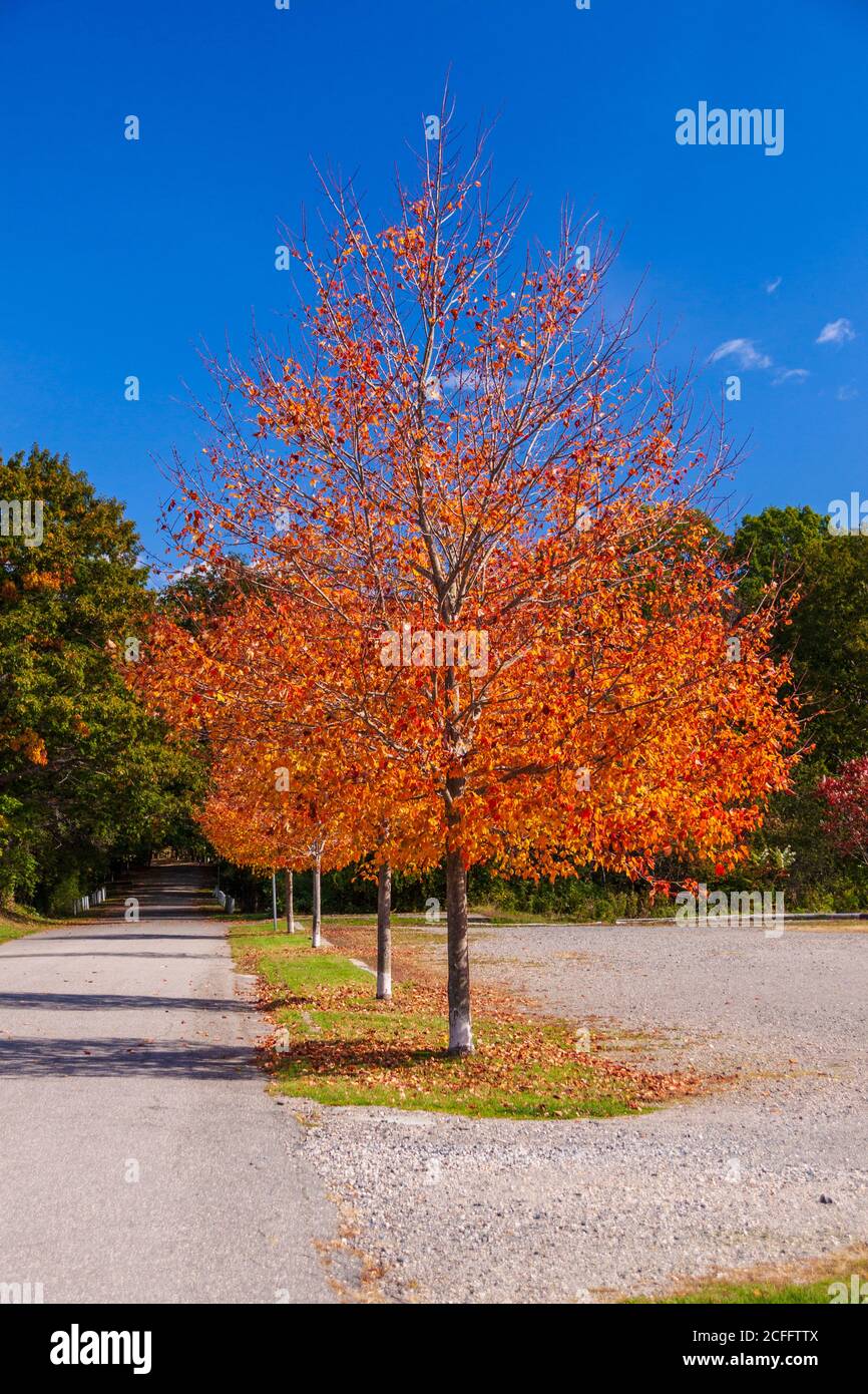 Autumn Color in Maine, at Fort Foster State Park in Kittery, Maine. Stock Photo
