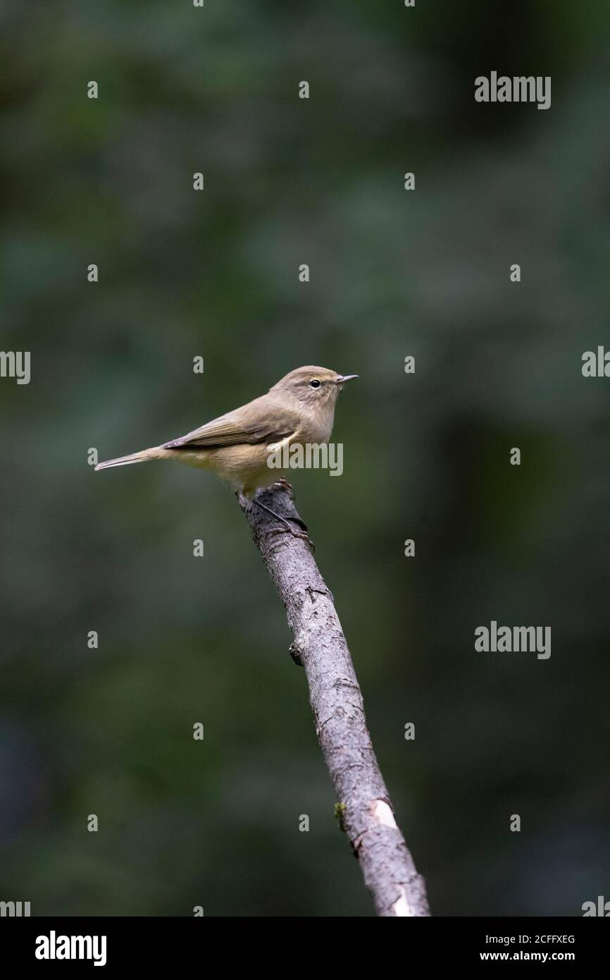Common Chiffchaff Phylloscopus collybita in profile perching on an old wooden branch against a clean diffuse green background in Yorkshire woods Stock Photo