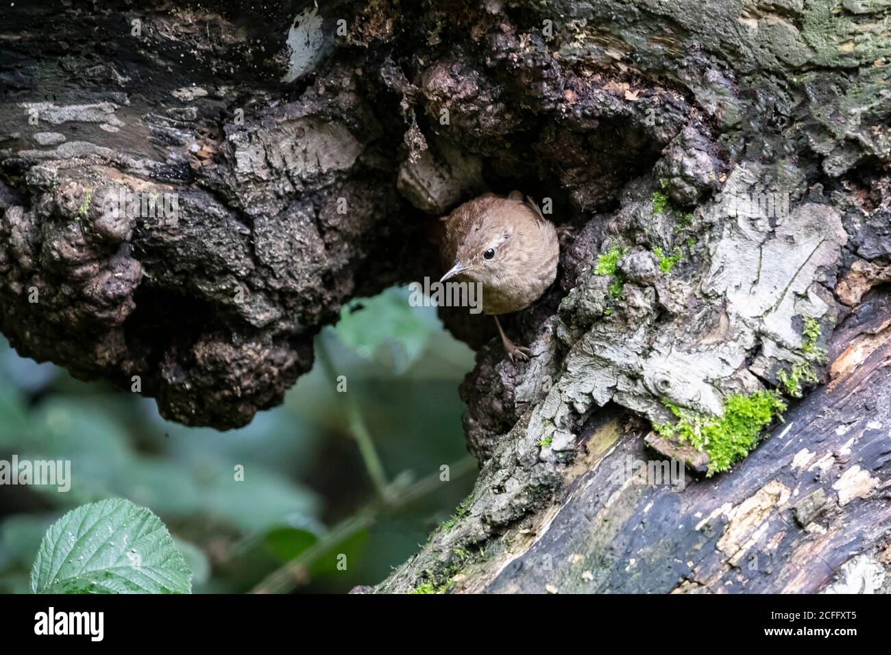 A British or Eurasian Wren Troglodytes troglodytes peering out from a recess in a tree in English countryside Stock Photo