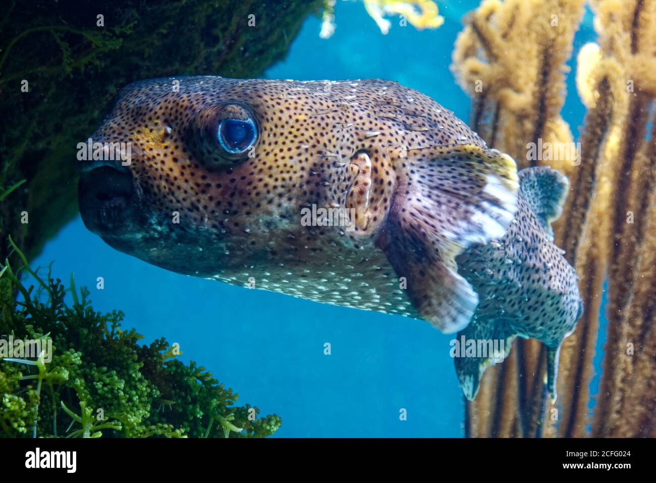 Balloon Fish; Tetraodontidae; fin moving, nature, animal, Bermuda Aquarium; Museum; Zoo; Flatts Village; Bermuda Stock Photo