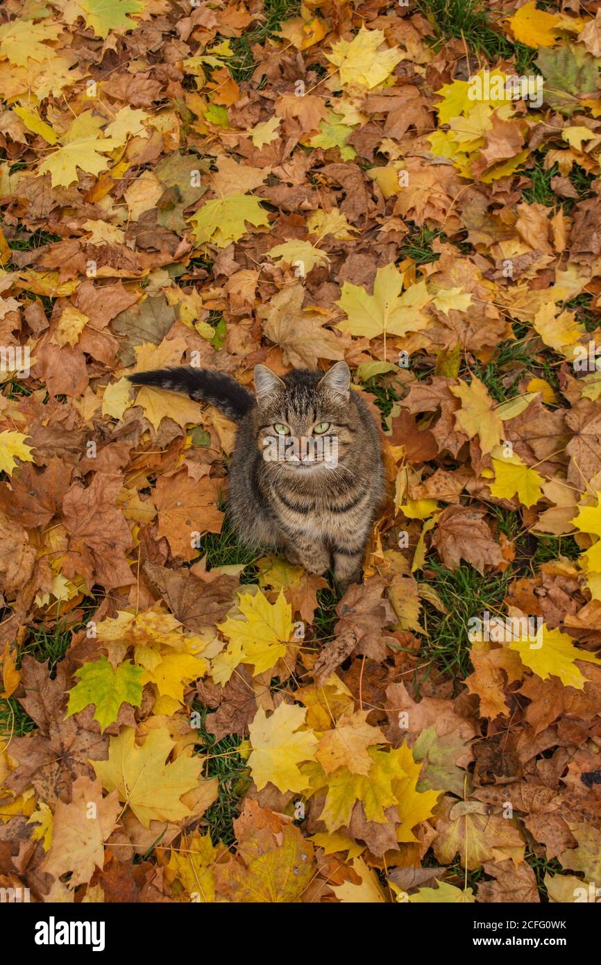 Funny kitten in yellow autumn leaves. Fluffy cat in autumn park. Stock Photo