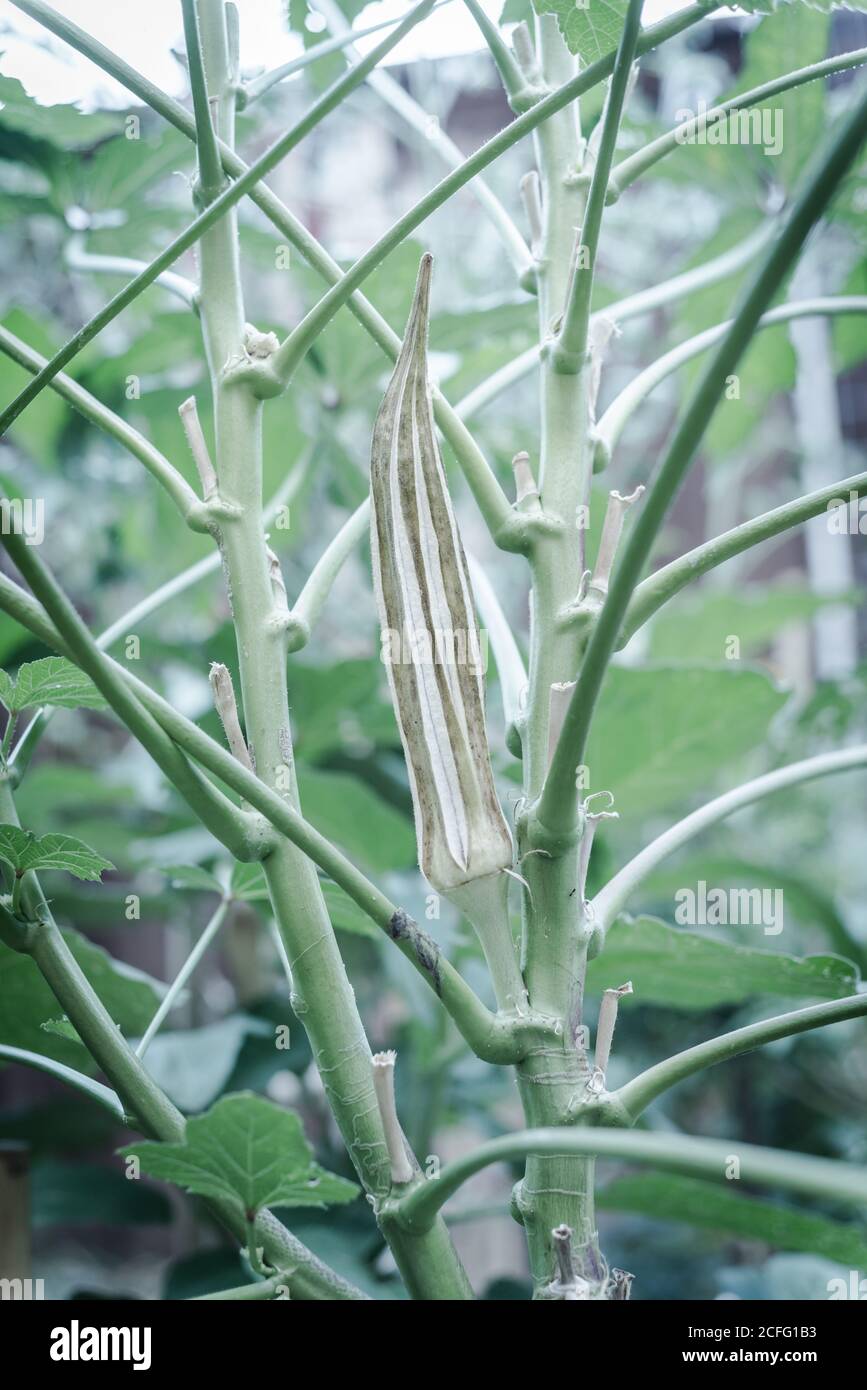 Organic okra pod mature and dry on the plant for saving seeds at
