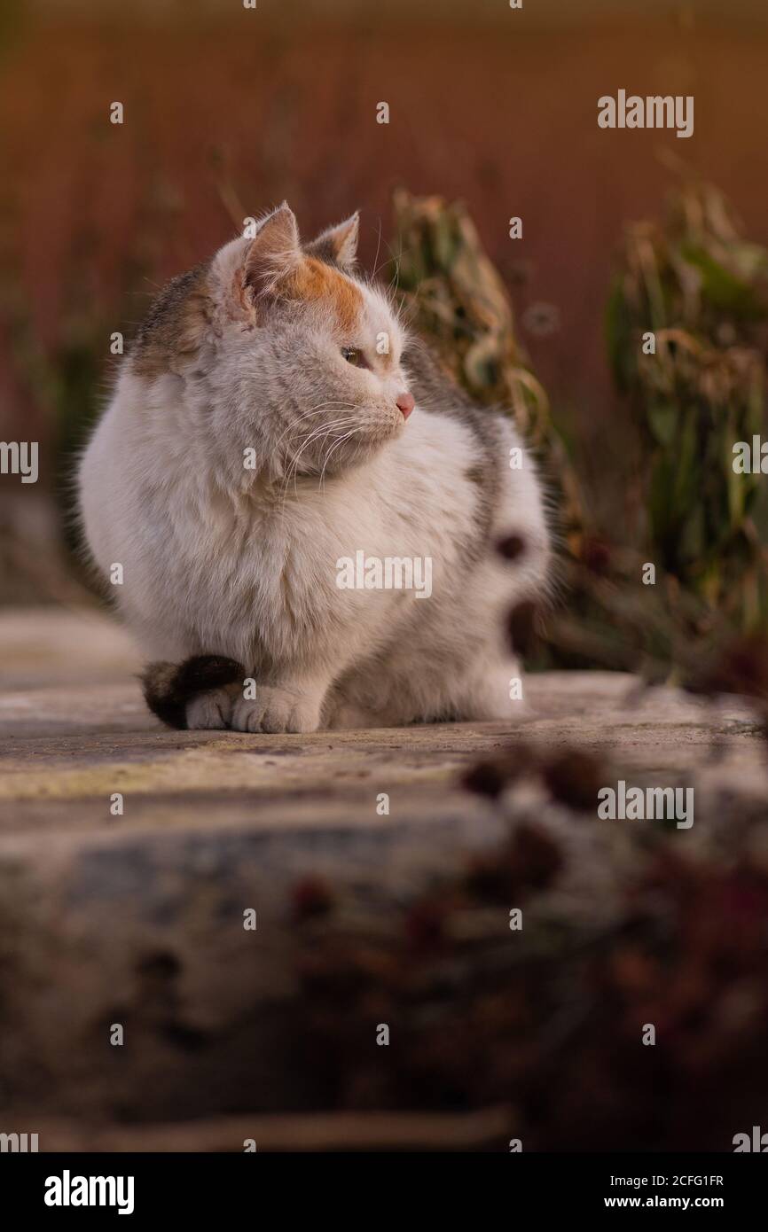 Funny kitten in yellow autumn leaves. Cat playing in autumn with foliage. British kitten in colored leaves on nature. Stock Photo