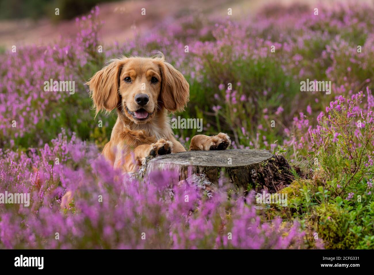 Brande Stock Photo