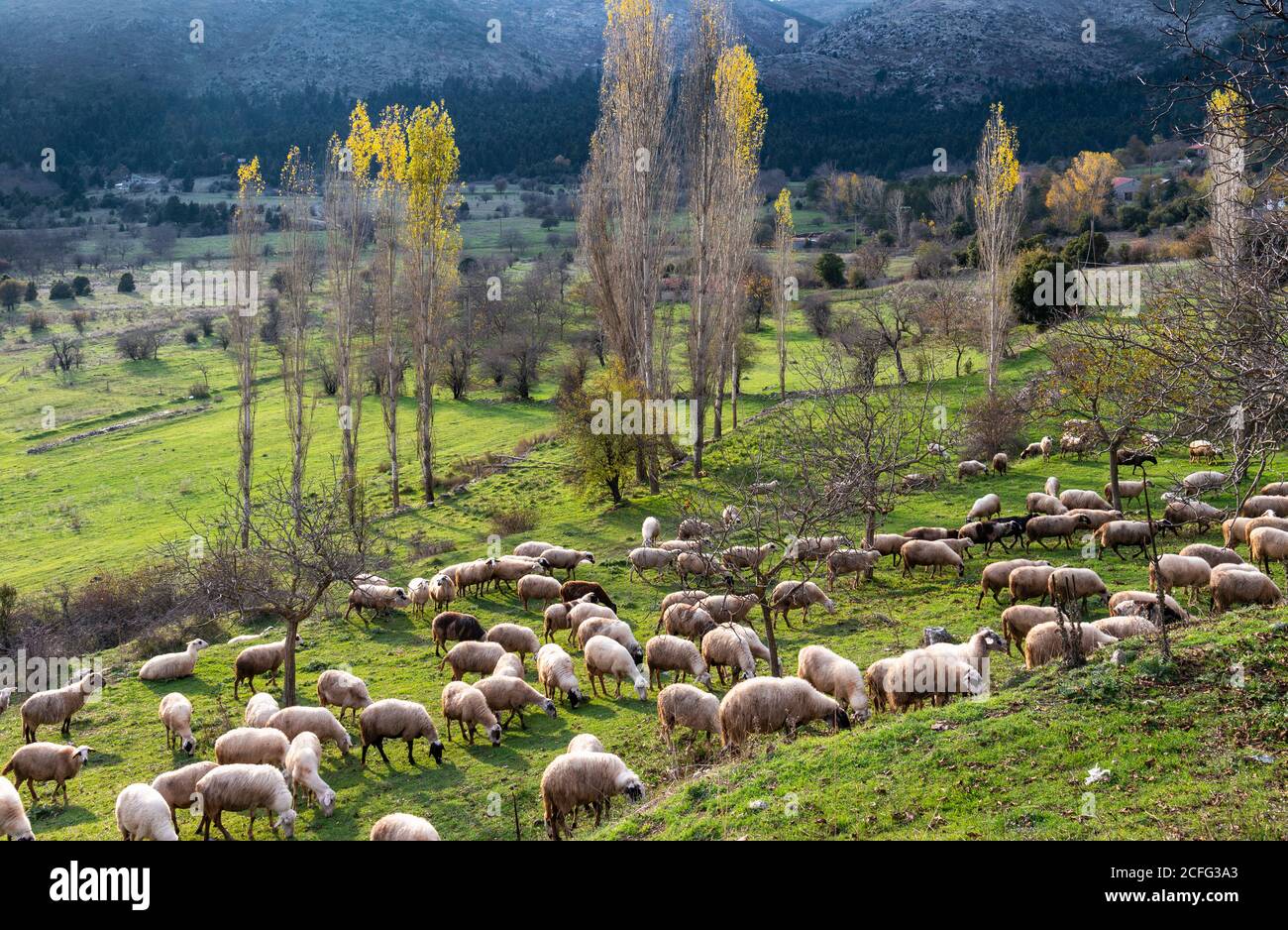 Sheep grazing near Hrisovitsi north of Tripoli in Arcadia, Central