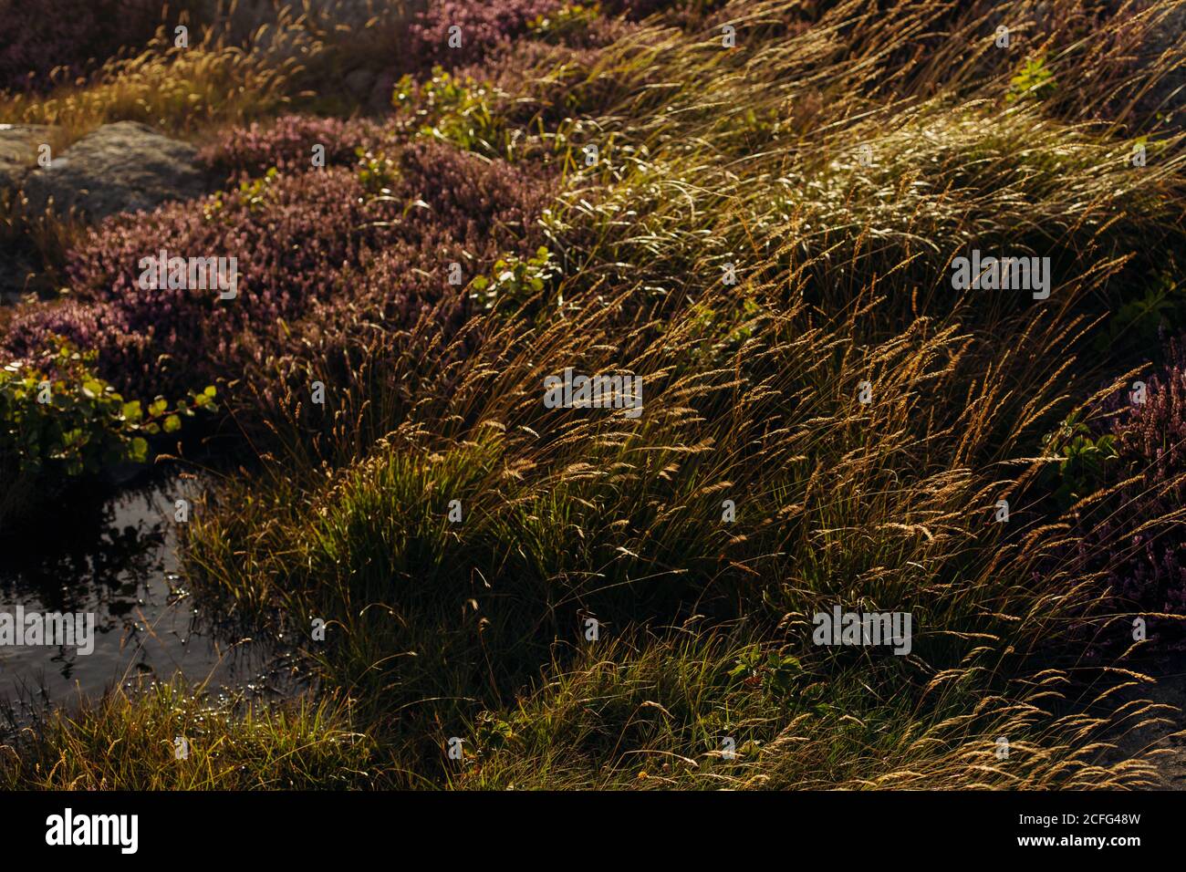 From above of swinging of wild heather growing on meadow with green grass on sunny day in summer Stock Photo
