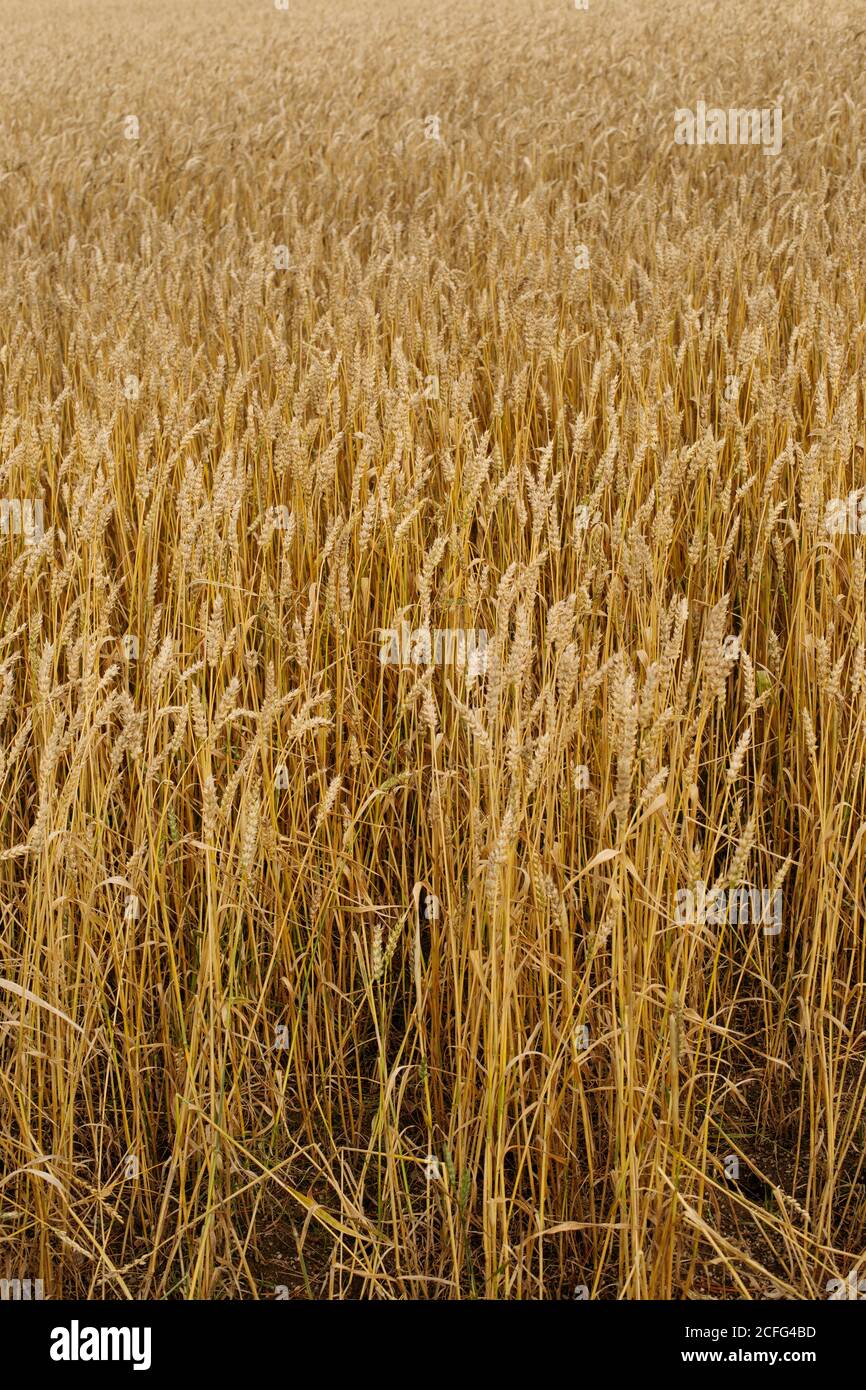 Rye plantation hi-res stock photography and images - Alamy