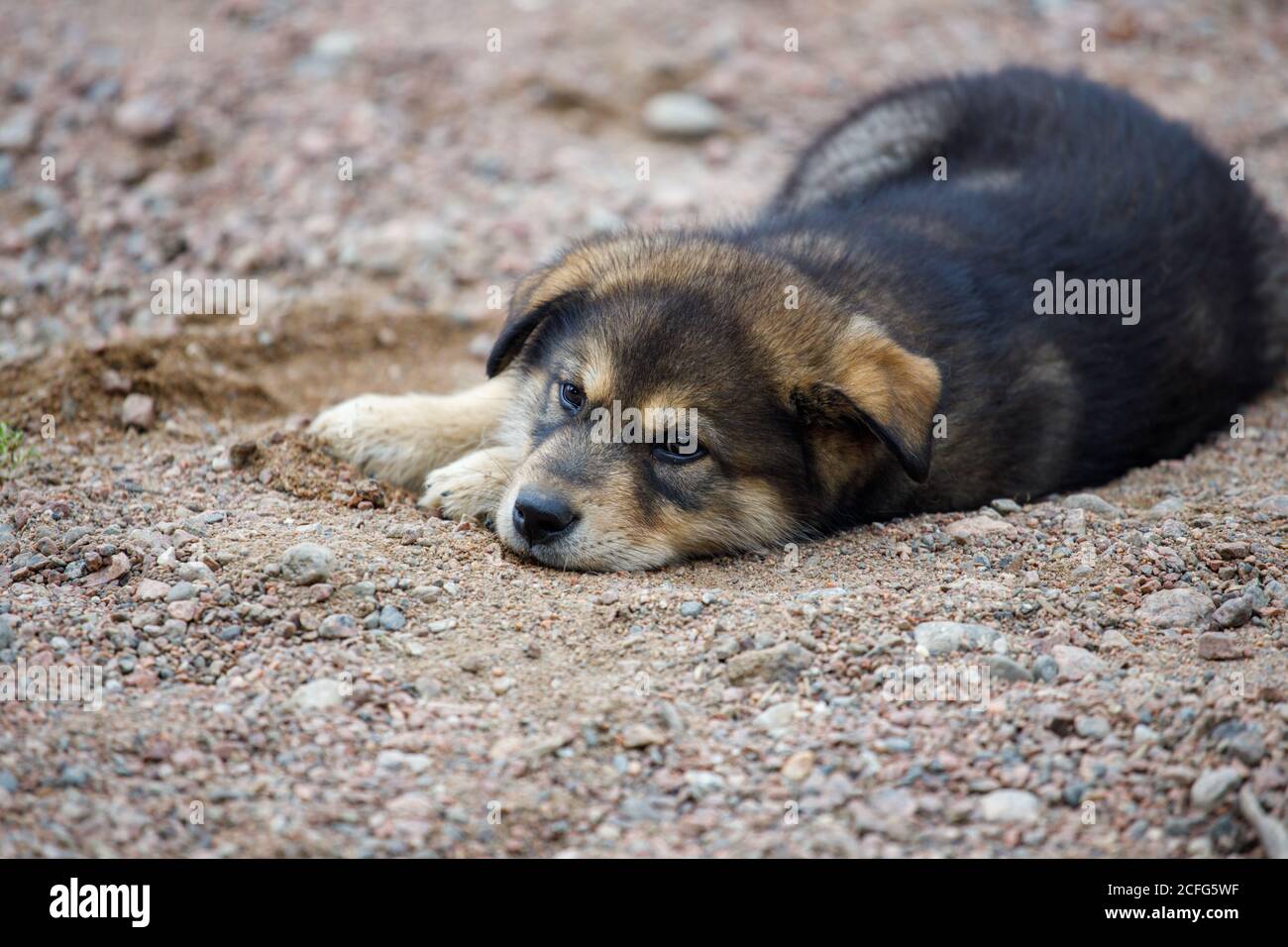 Small Puppy, Soft Sand main image 1