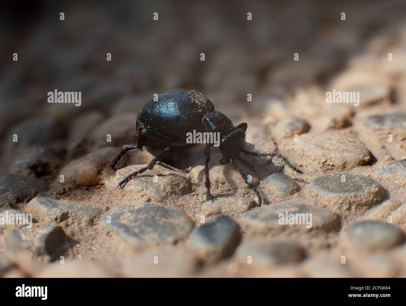 black ground beetle, insect, on stones macro photo Stock Photo