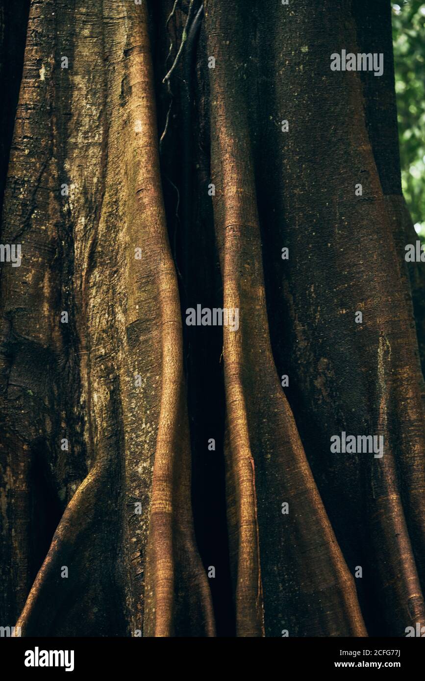 abstract texture of giant trunk of tree in jungles in Costa Rica Stock Photo