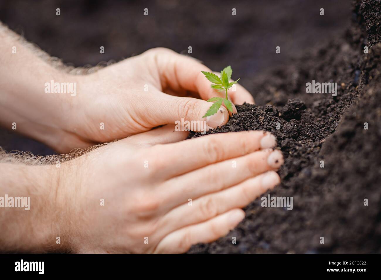 Man farmer hold hand Bush green marijuana. Cannabis plantation in sunlight Stock Photo