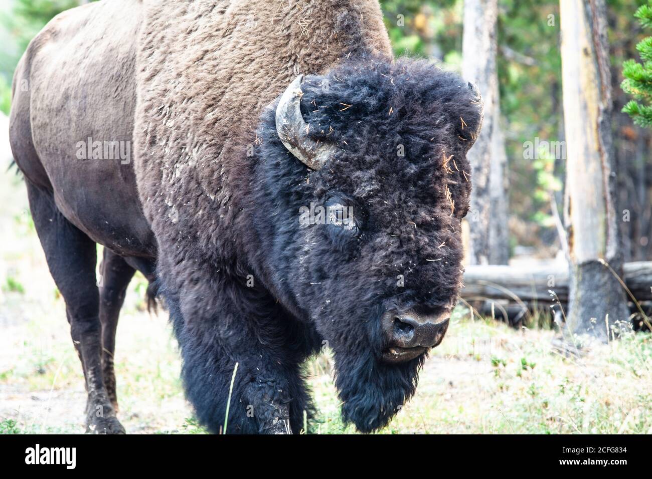 Yellowstone National Park Bison and Elk wildlife Stock Photo