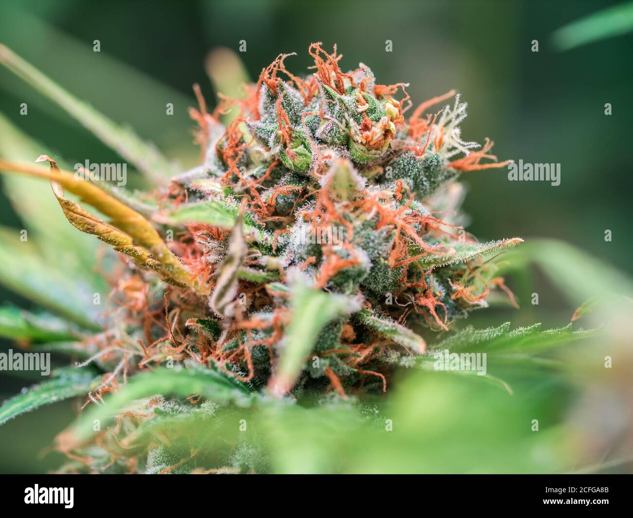 Cannabis Plant Flower Stock Photo