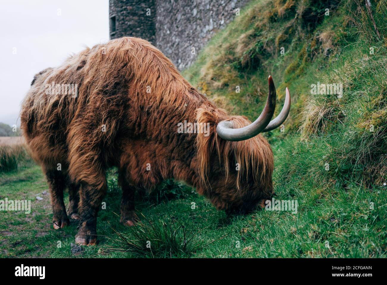 Huge ginger yak feeding on green lawn against aged stone building, Scotland Stock Photo