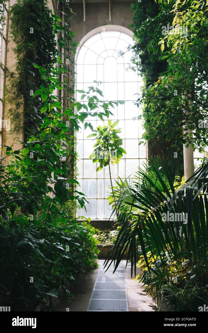Green plants and bushes inside of old greenhouse with high ceiling and arched window, Scotland Stock Photo