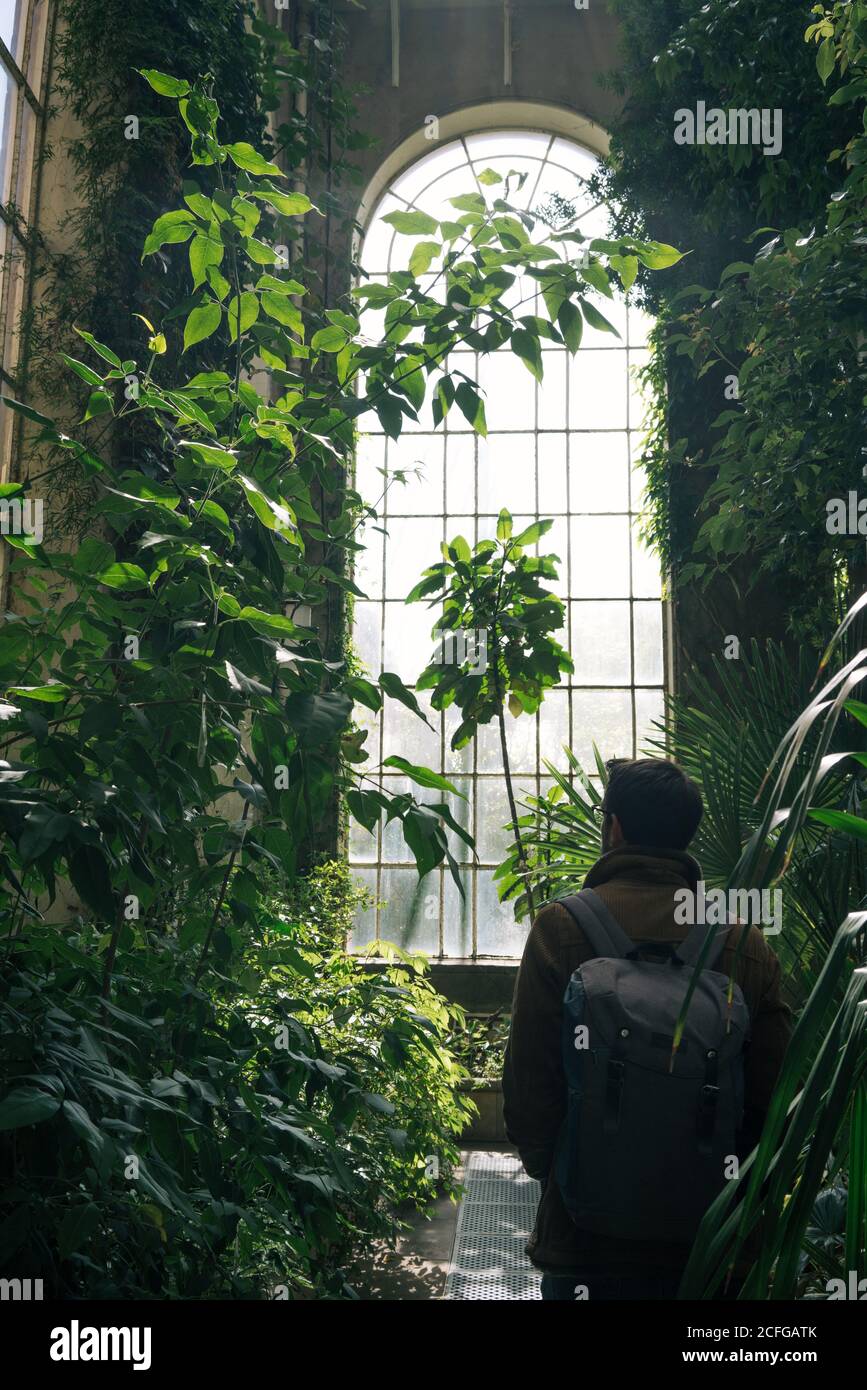 Back view of man with backpack walking between green plants and bushes inside of old greenhouse with high ceiling and arched window, Scotland Stock Photo