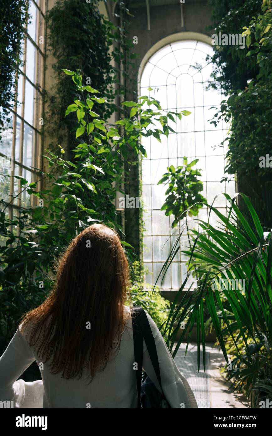 Back view of Woman walking between green plants and bushes inside of old greenhouse with high ceiling and arched window, Scotland Stock Photo