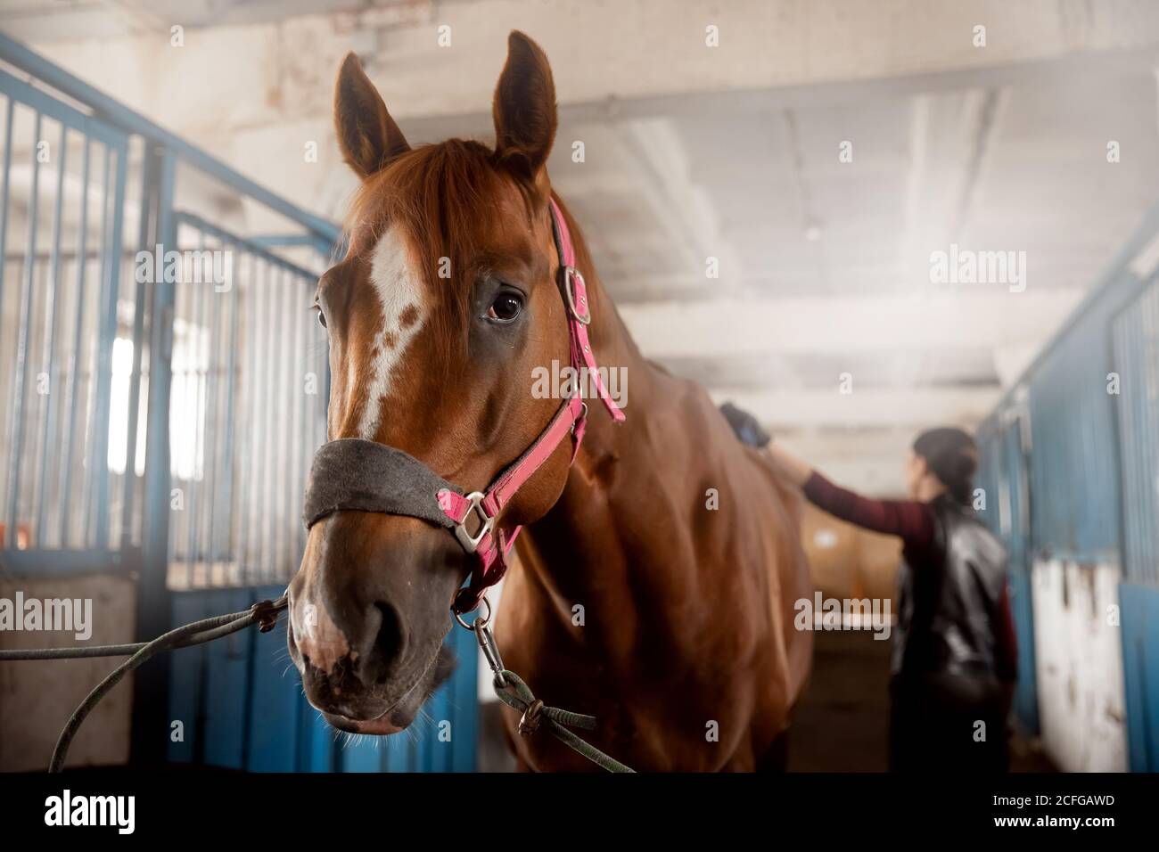 Woman grooming brushes horse out and prepares after ride in stall Stock Photo