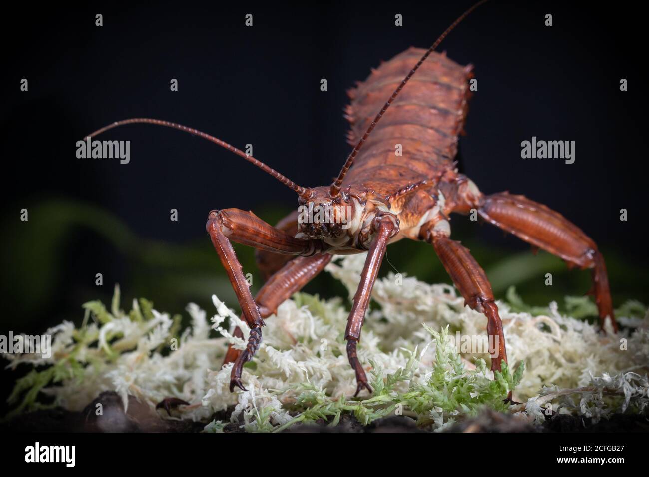 Thorny devil walking stick hires stock photography and images Alamy