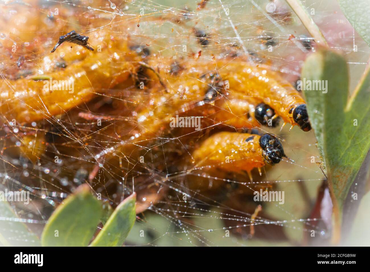The social pear sawfly (Neurotoma saltuum) caterpillars group together in a web whilst eating the hawthorn bush in a Sussex meadow Stock Photo