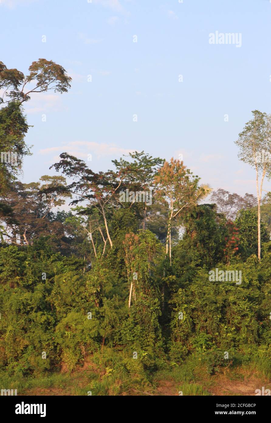 A section of the Amazon rainforest showing the shrub layer, under canopy, canopy and evergent layers with a variety of trees in Madre de Dios, Peru Stock Photo