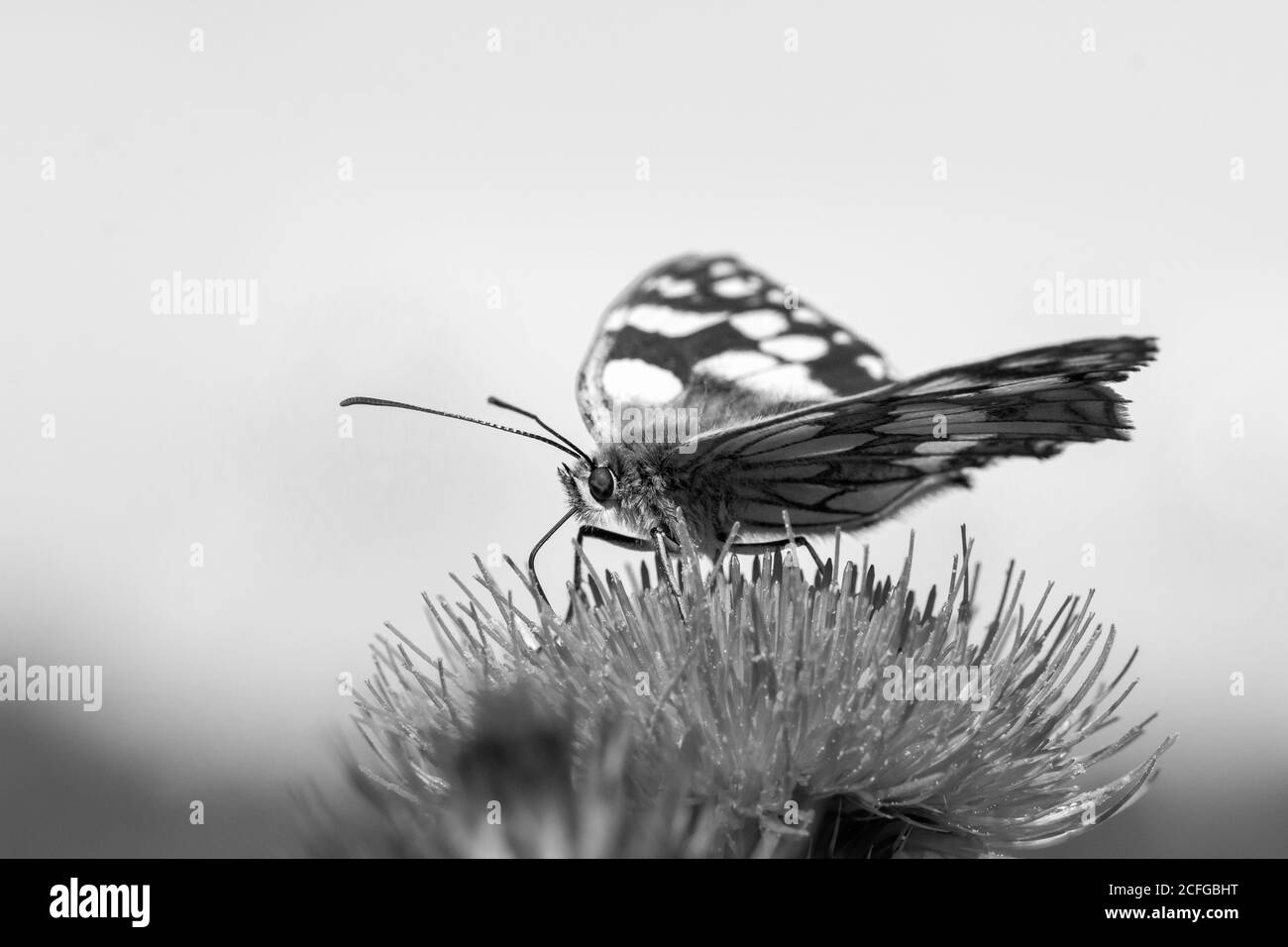 A black and white image of the marbled white (Melanargia galathea) feeds on the knapweed in a Sussex common Stock Photo