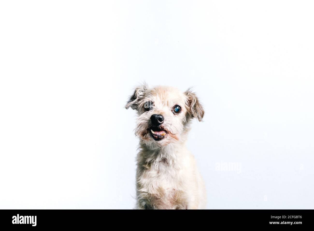 Why Do Small Dogs Like To Sit On Laps