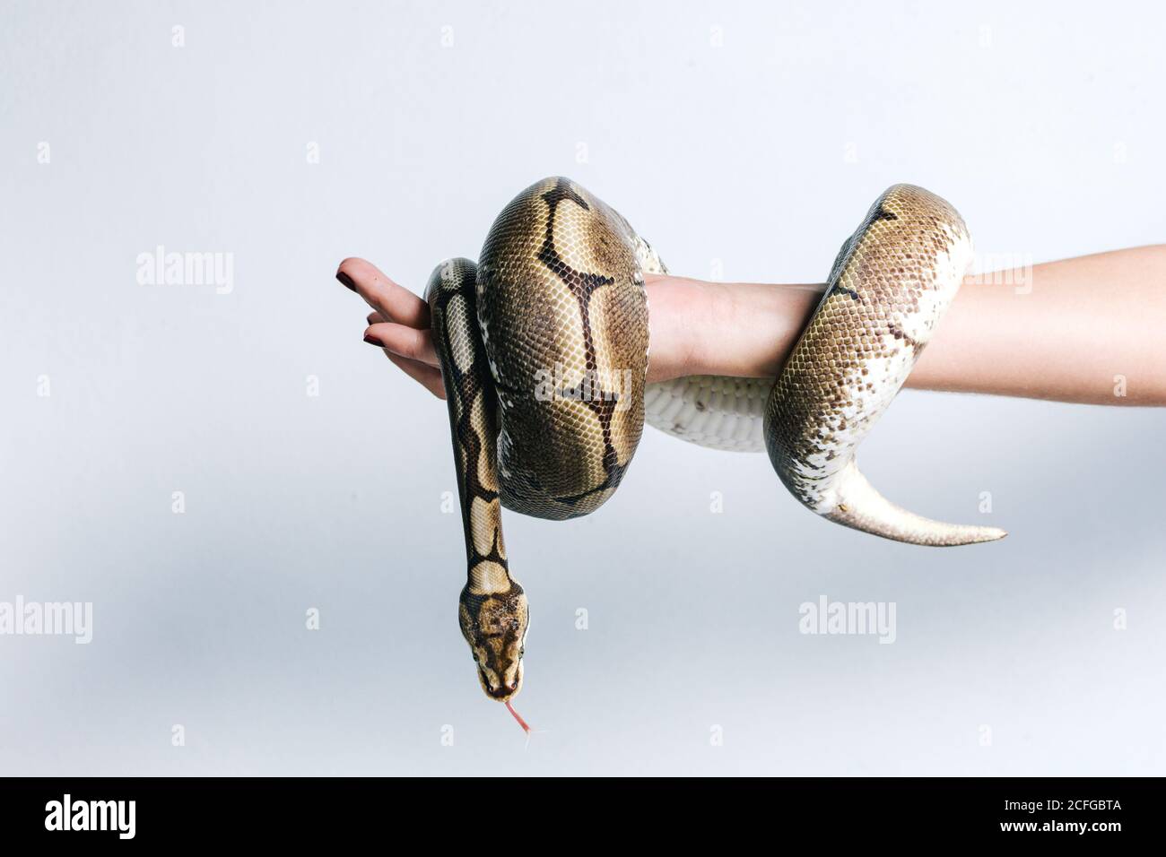 Side view of crop anonymous female with python snake wrapped around arm ...