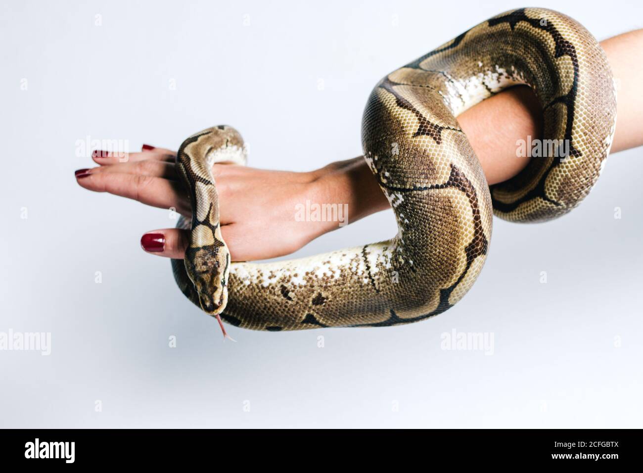 Snake Wraps Coils Around Women